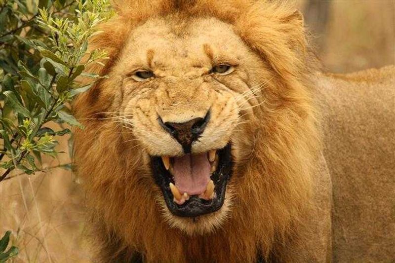 Male lion looking for female comapany at Sabi Sand Game Reserve