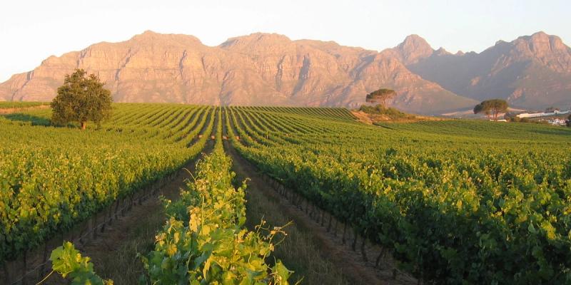 Vineyard and mountain views at Majeka House