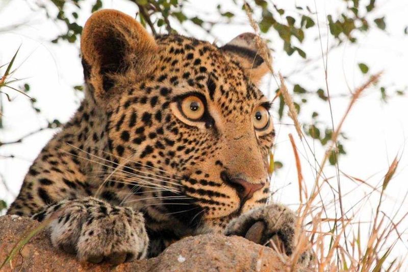 We started off looking for male lions but found this beauty instead....see his bright round golden eyes. His mom abandoned him before he was old enough to hunt on his own, all the odds were against him but lives to hunt another day.