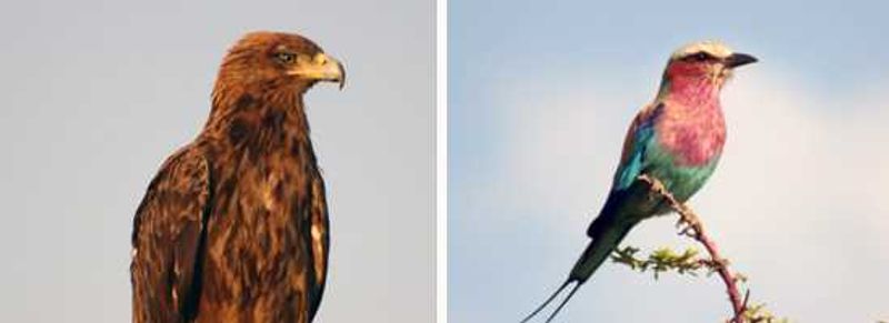 BIrds of Etosha
