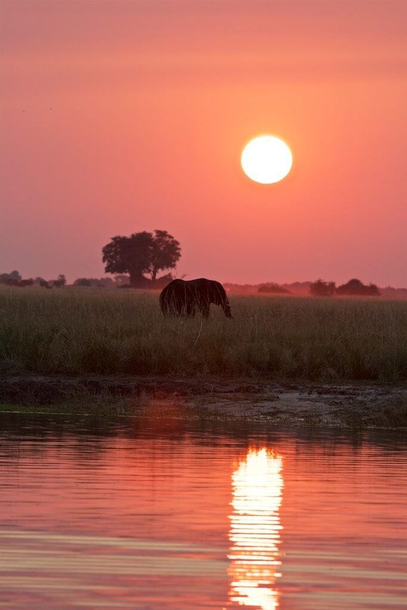African sunset with an elephant