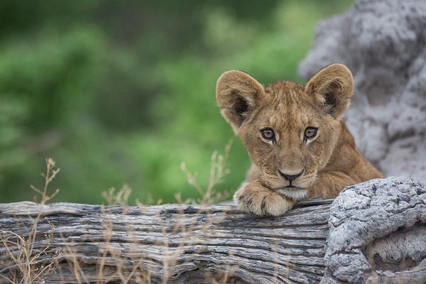 10 Gründe, weshalb der Krüger Nationalpark die beste Safari-Destination der Welt ist