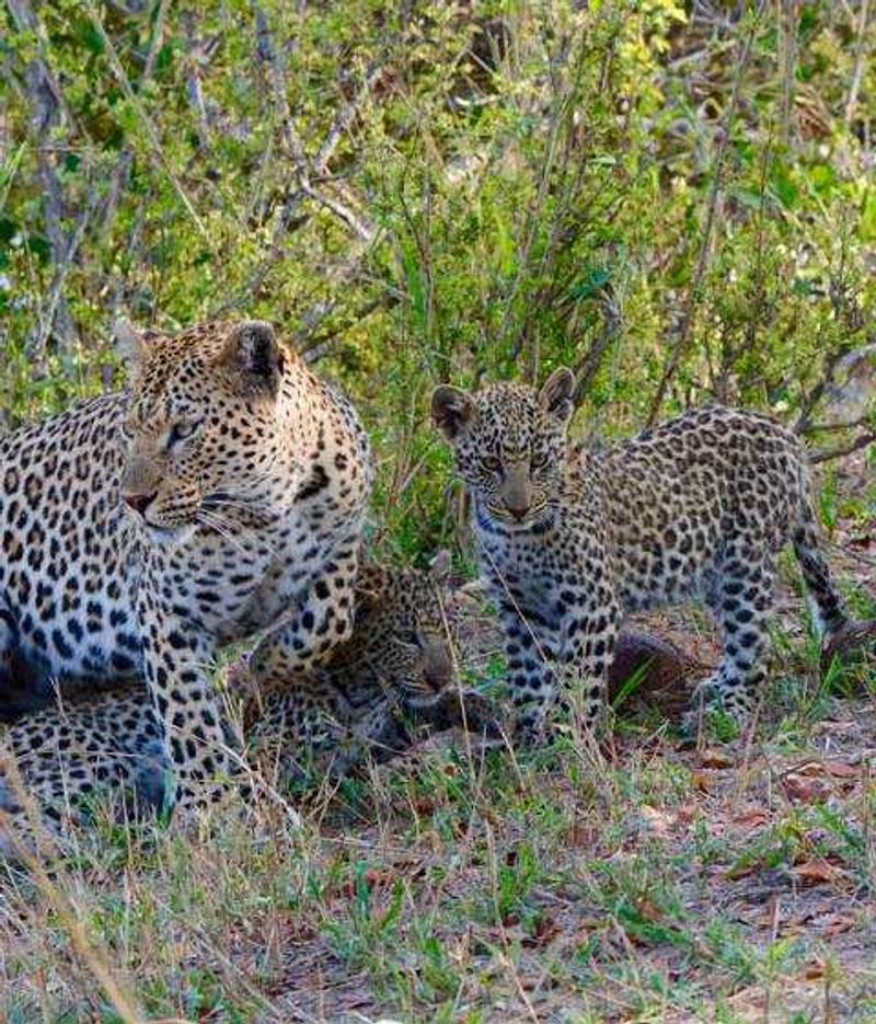 Female leopard with her three cubs at Londolozi