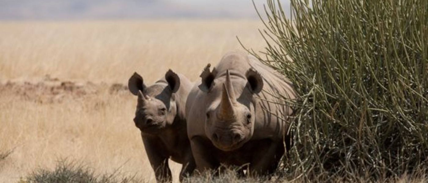 Save the Rhino Trust : sauver les rhinocéros noirs de Namibie