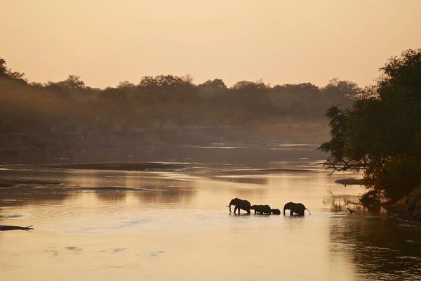 What Makes a Zambian Safari So Special?