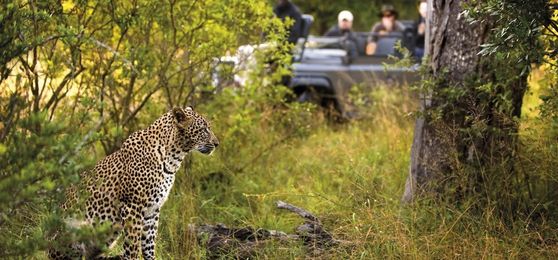 Inside the Kruger: A Conversation with a Safari Expert