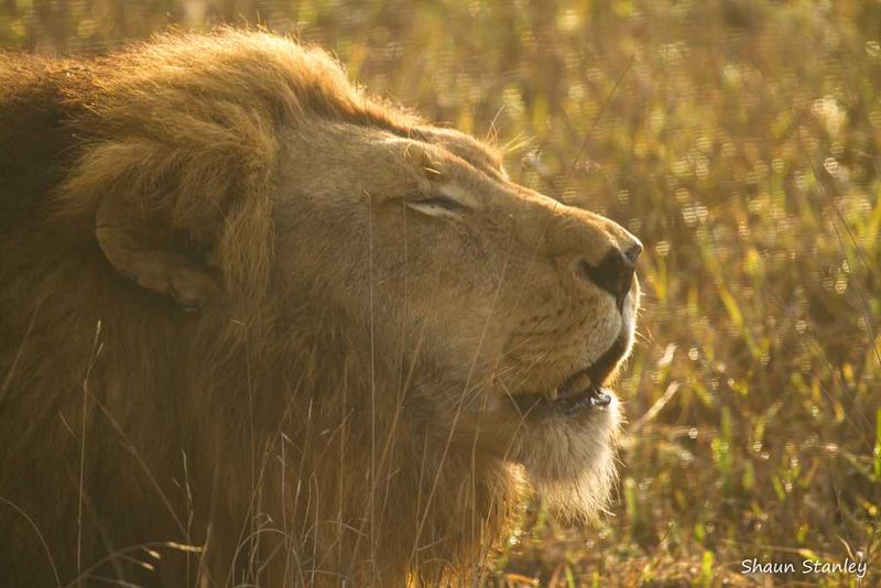 Lion at Londolozi