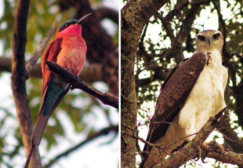 A carmine bee eater & A Marshall eagle - two rare and amazing birds to see in the Sabi Sand