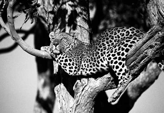 A Big Three Adventure - Cape Town, Kruger & Vic Falls