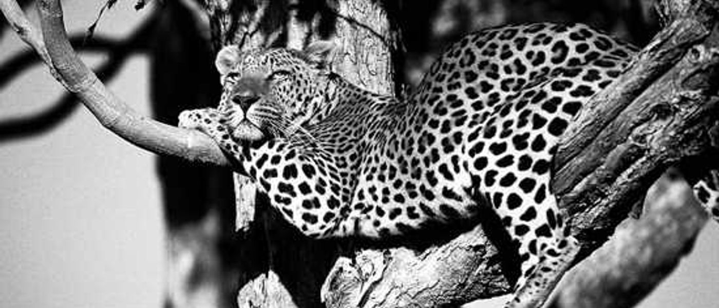 A Big Three Adventure - Cape Town, Kruger & Vic Falls