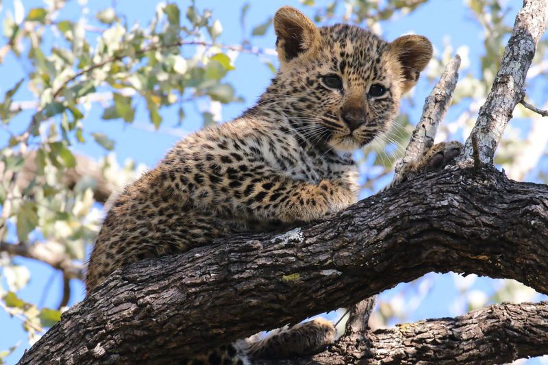 Xindele's leopard cub at Silvan Safari