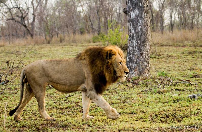 Sabi Sabi Game Reserve
