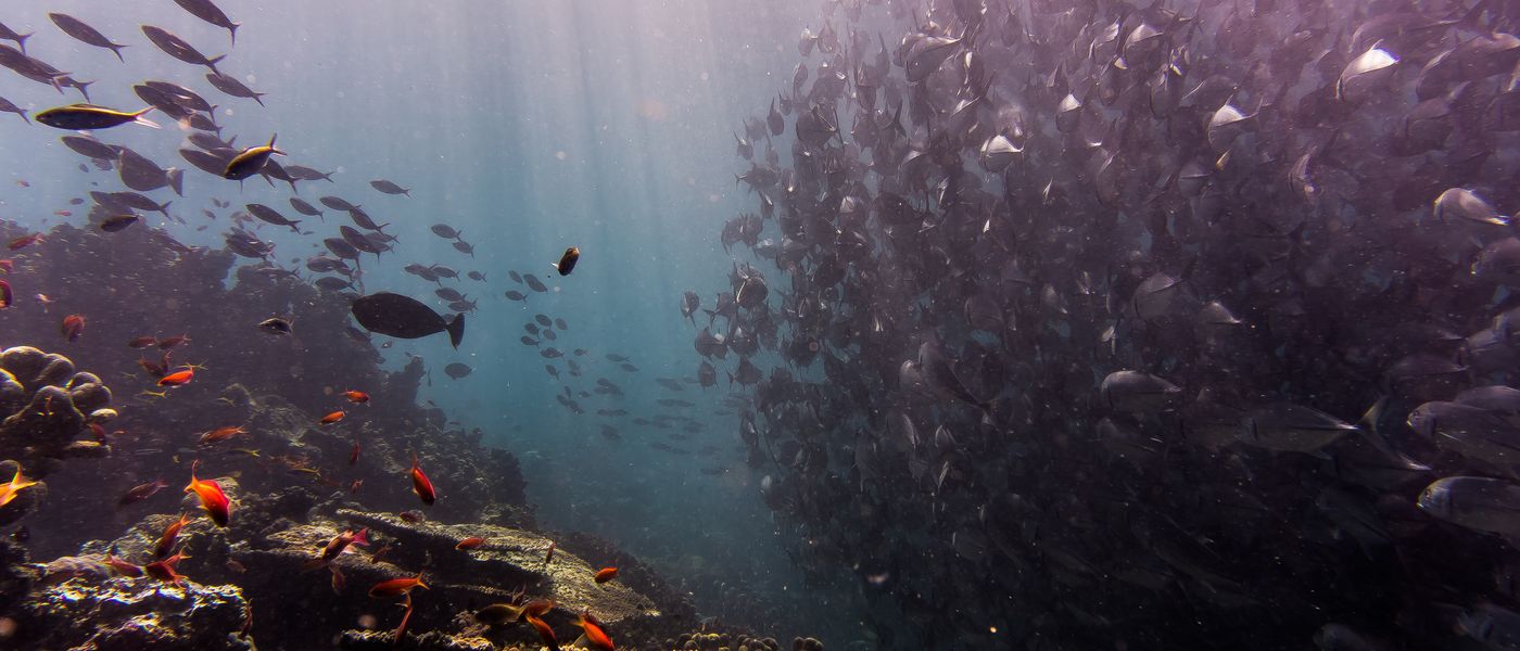 Africa Underwater: Our Top 5 Reefs in South Africa
