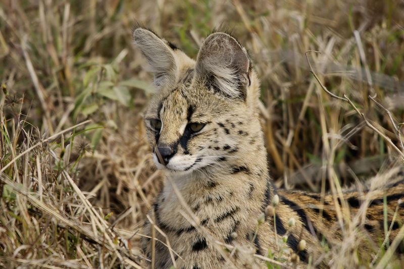 A rare serval camouflages well into its natural habitat