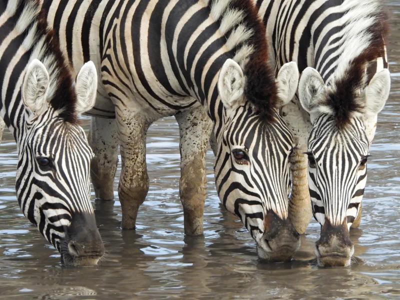 Three plains zebras drinking together at a waterhole in Botswana.