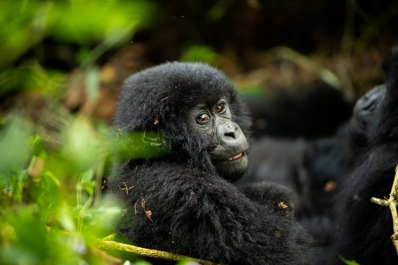 Gorilla Trekking