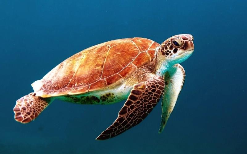 Die Tierwelt im Phinda Private Game Reserve ist unheimlich artenreich und umfasst Tiere wie Wasserschildkröten