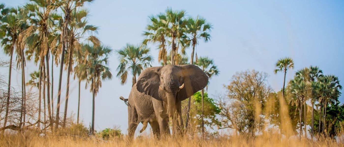 23 Crazy Animal Facts You'll Find Hard To Believe