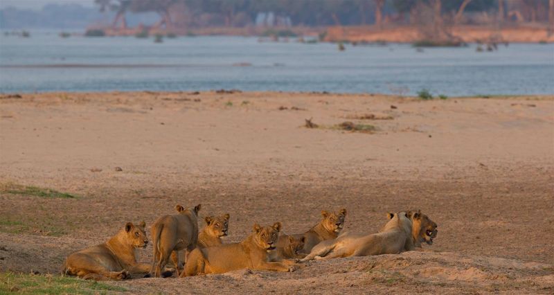 Lions dans le Parc National du Zambèze, à proximité des Chutes Victoria