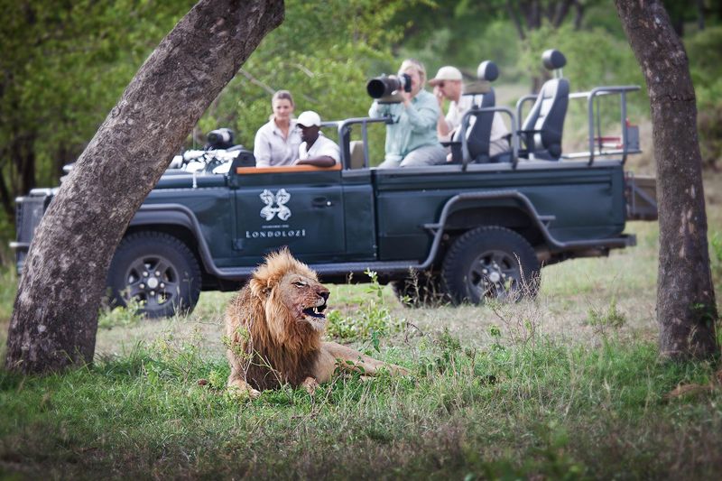 Lion growling at Londolozii