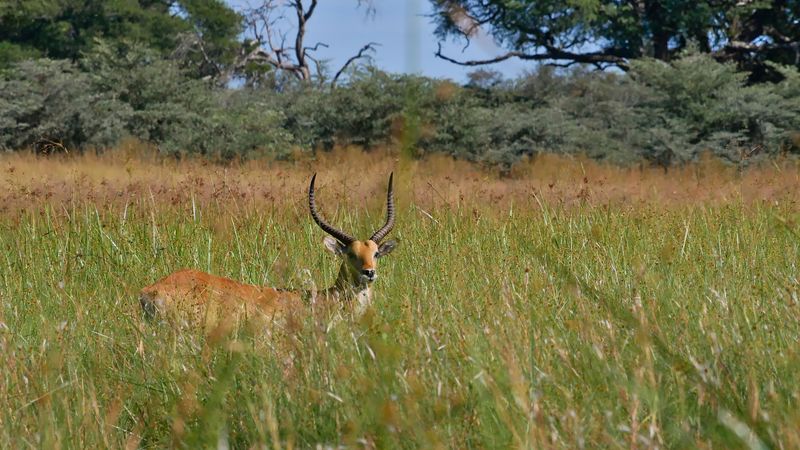 Tierwelt im Caprivistreifen in Namibia