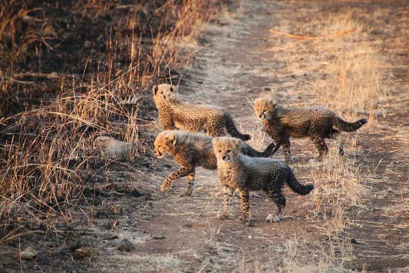 Africa's Wild 3