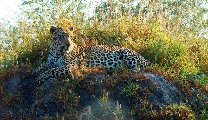 On safari at Savanna Private Game Reserve