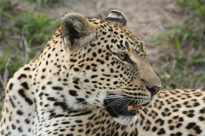 Female leopard at Sabi Sand