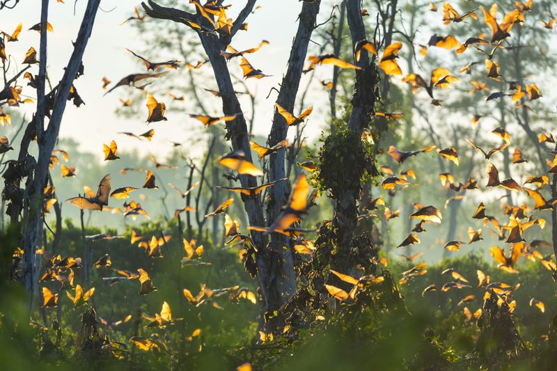 Kasanka bat migration in Zambia