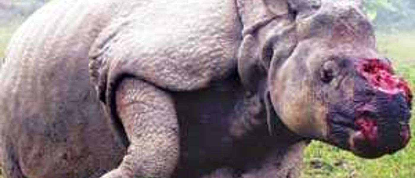 WWF Rhino Day - 22 September 2010