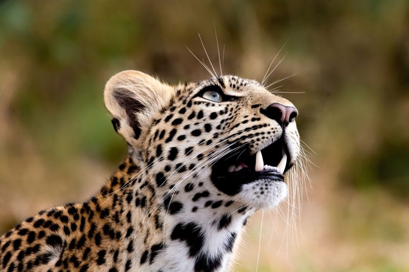 Nahaufnahme eines Leoparden in Afrika - eines der Highlights auf einer Big Five Safari