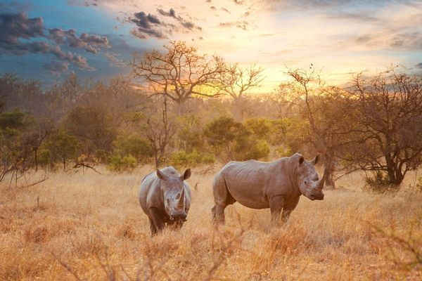 Por que o inverno na África é a melhor época para fazer um safári?