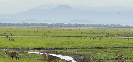A Day in the Life of a Gorongosa Safari