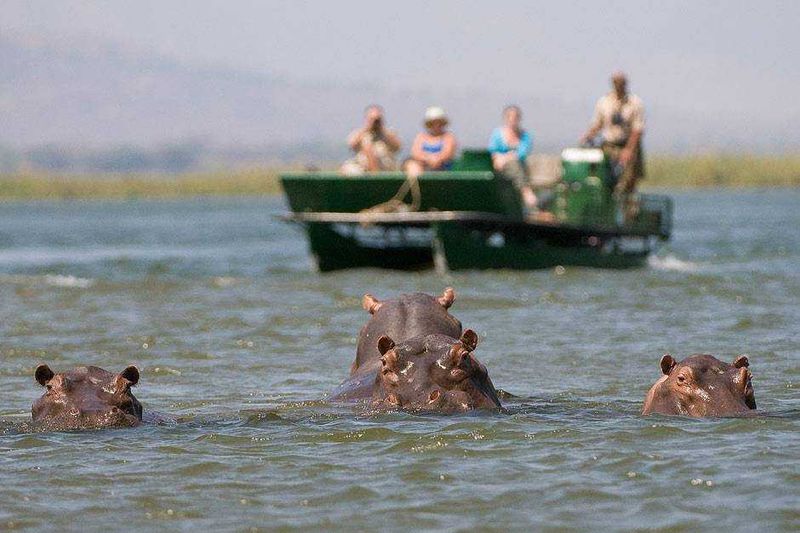 Zambezi river hippos in Mana Pools