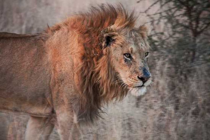 Scarred lion