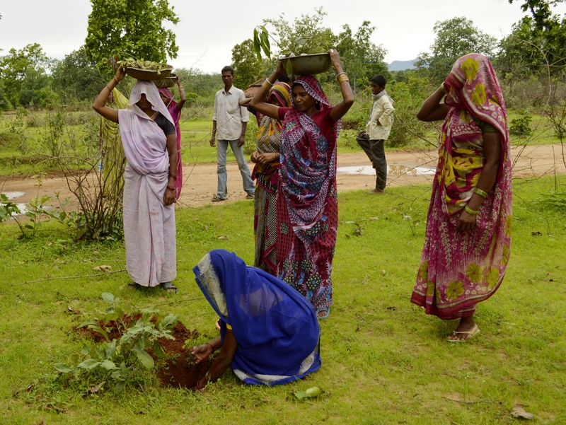 Reforestation efforts in India