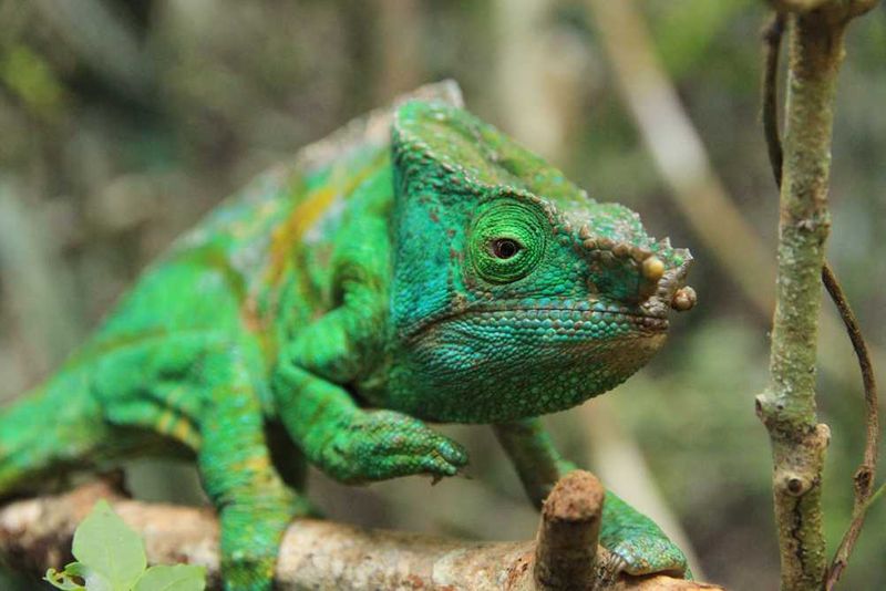 Look out for the chameleons