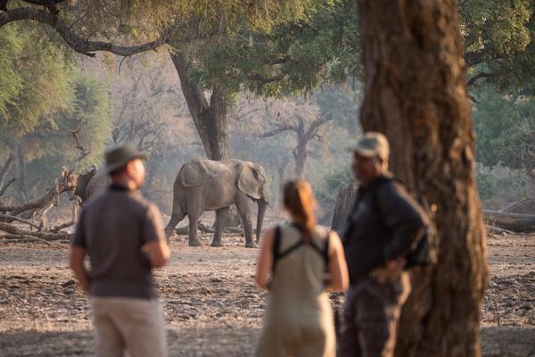Where to Go on Safari in August: Best African Destinations