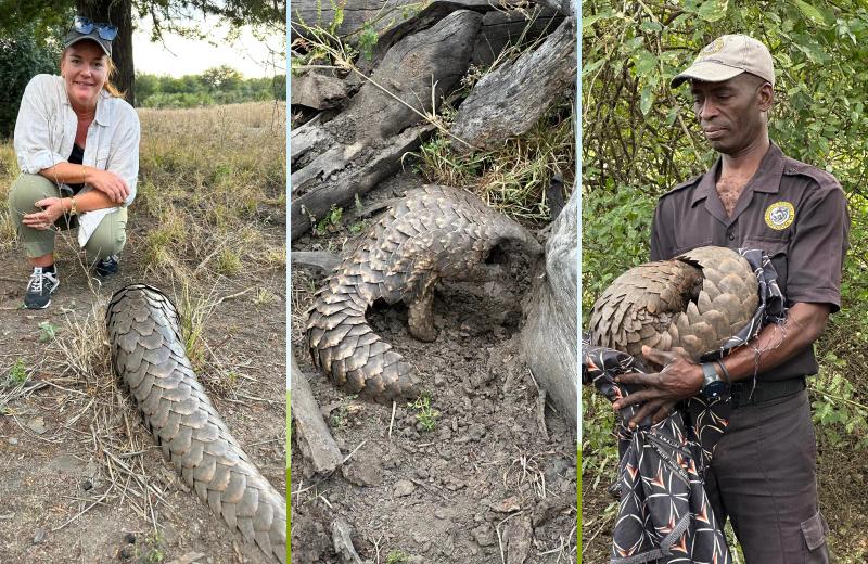 Pangolin being cared for and observed during a rehabilitation experience in Gorongosa National Park.