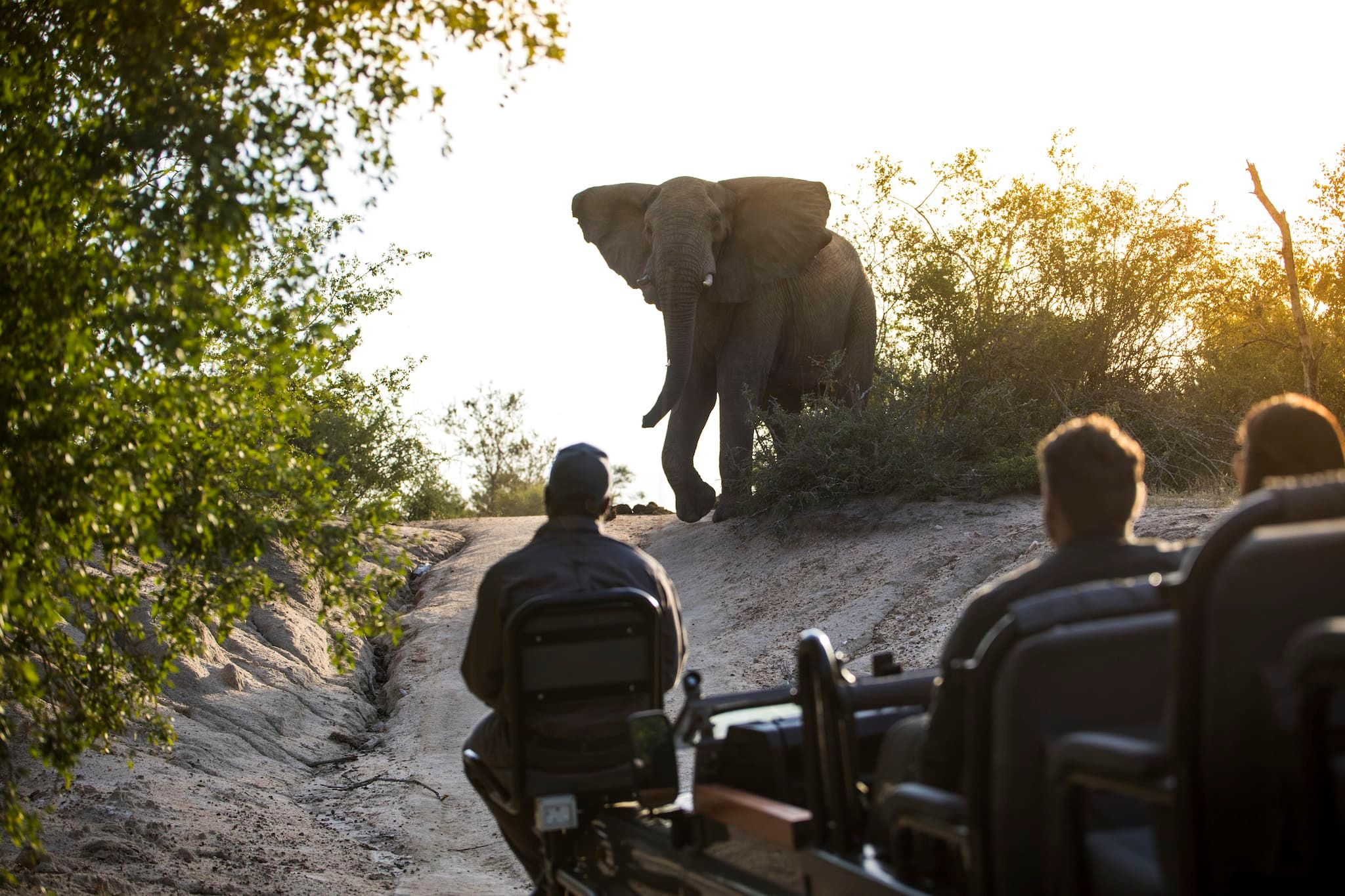 Our "Big 5" Favourites in Africa