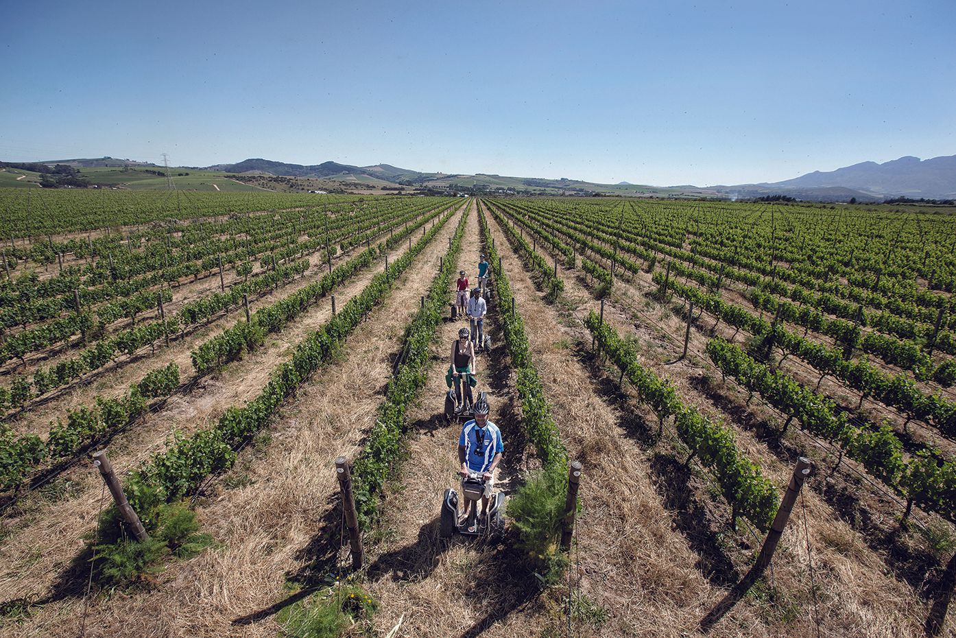 7 Reasons Spier Is Unlike Any Other Cape Wineland Estate