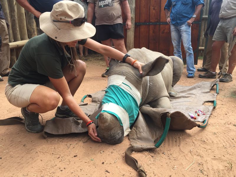 Petronel with a blindfolded rhino