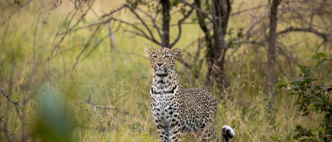 Beginner’s Guide to a Safari Holiday in Africa 2024