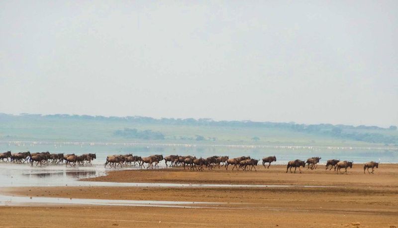 Wildebeest migration crossing Lake Nudutu