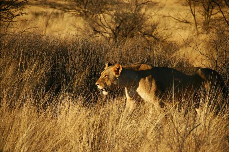 Stalking in Tswalu