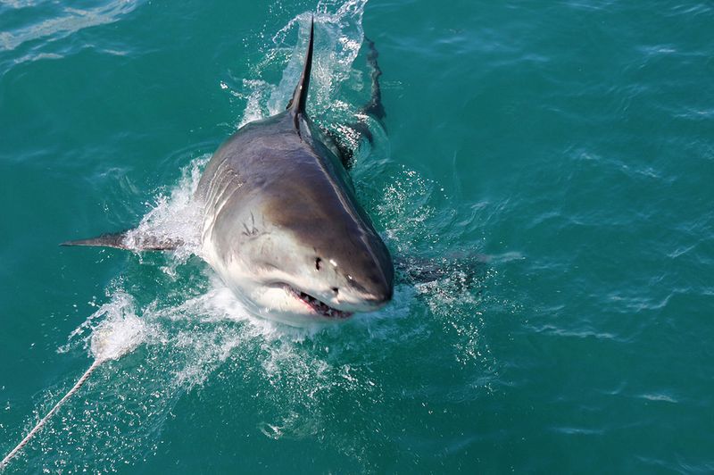 Shark cage diving at Gansbaai