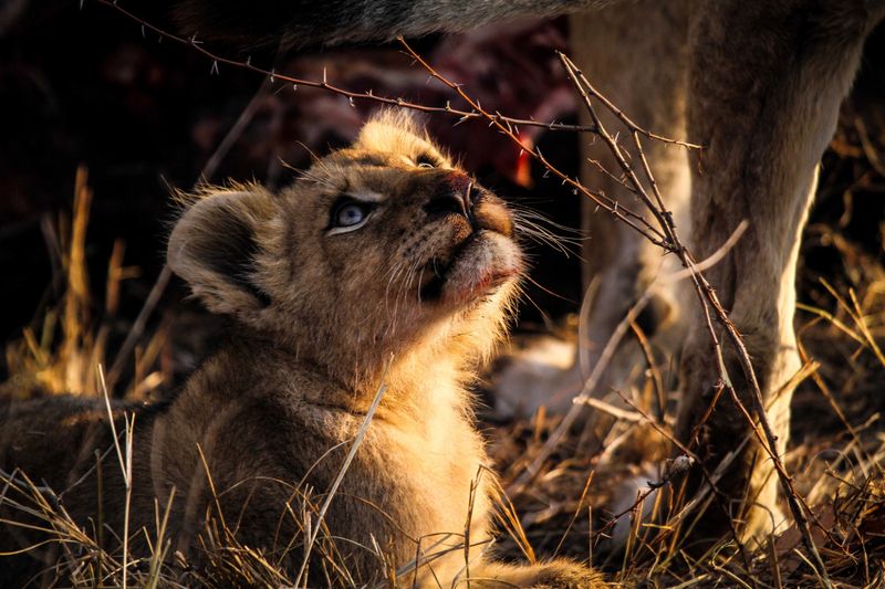 Lion-cub-with-blue-eyes