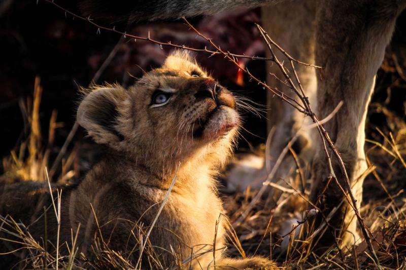 Lion-cub-with-blue-eyes