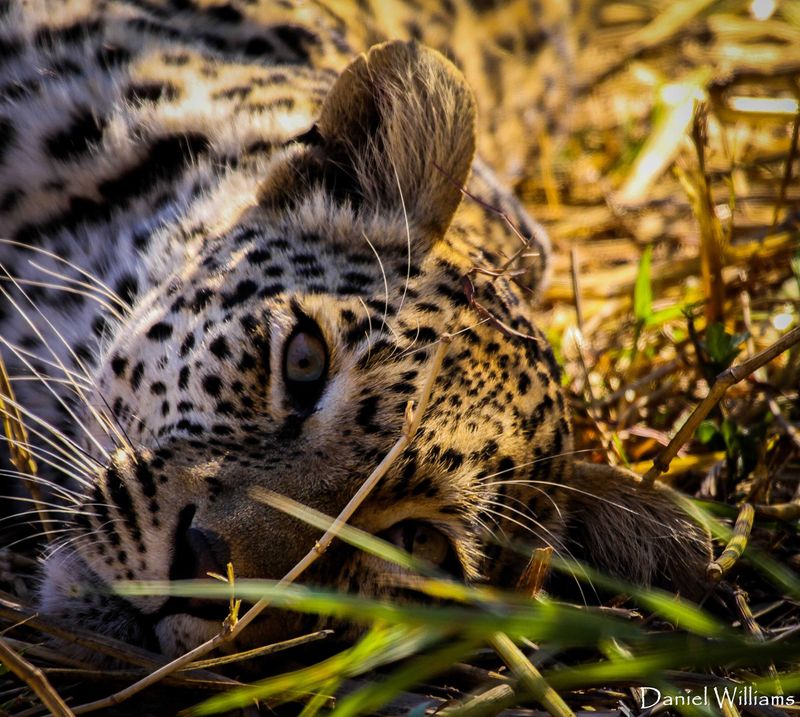 Resting Leopard in the grass
