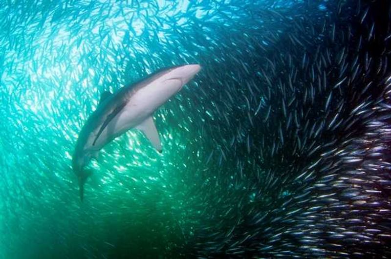 The magic of the Sardine Run
